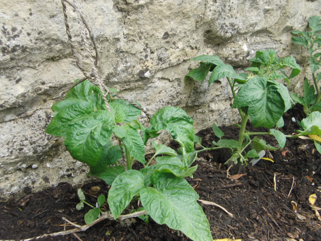 The Cottage Garden Farmer